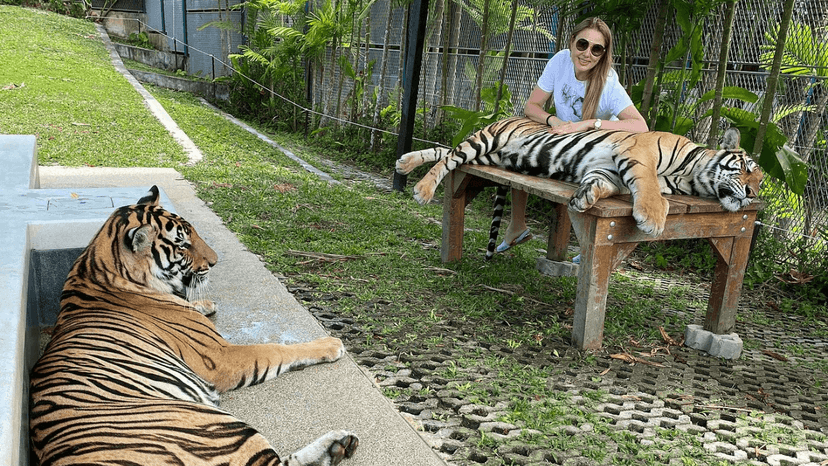 Tiger Park Phuket smallest tiger