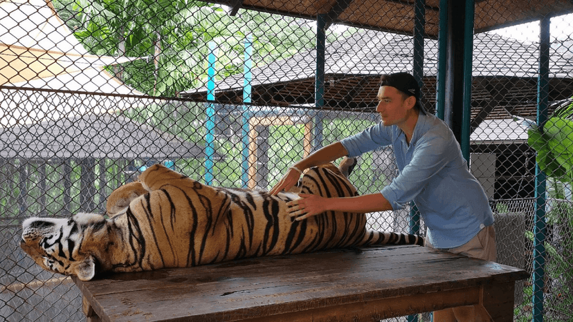 Tiger Park Phuket photo with tiger