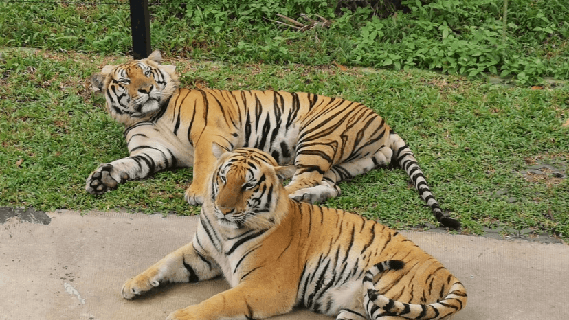 Tiger Park Phuket timing