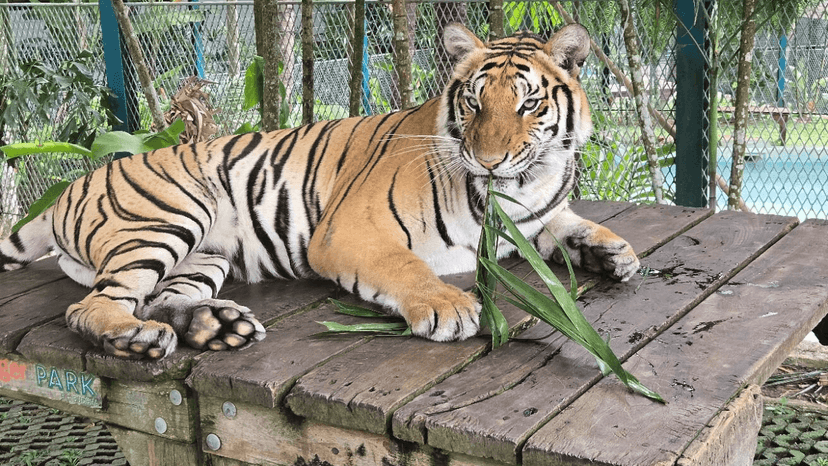 Tiger Park Phuket location
