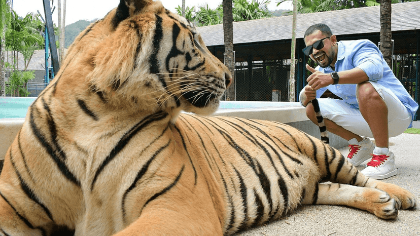 Tiger Park Phuket safe