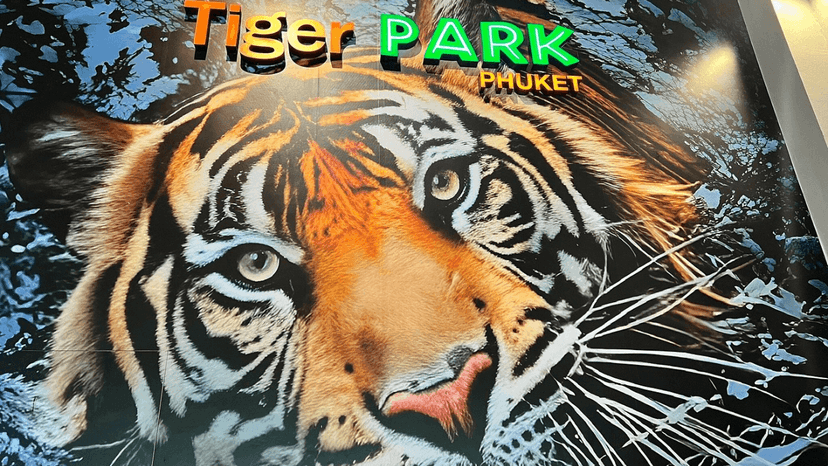 Tiger Park Phuket today