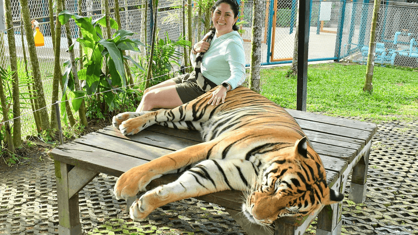 Tiger Park Phuket book now
