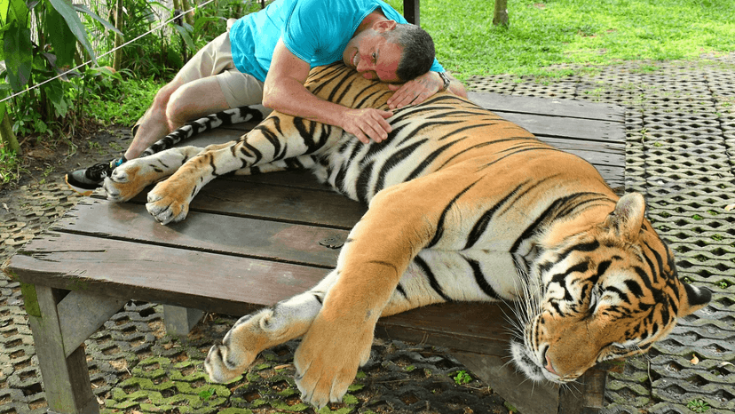 Tiger Park Phuket ticket booking