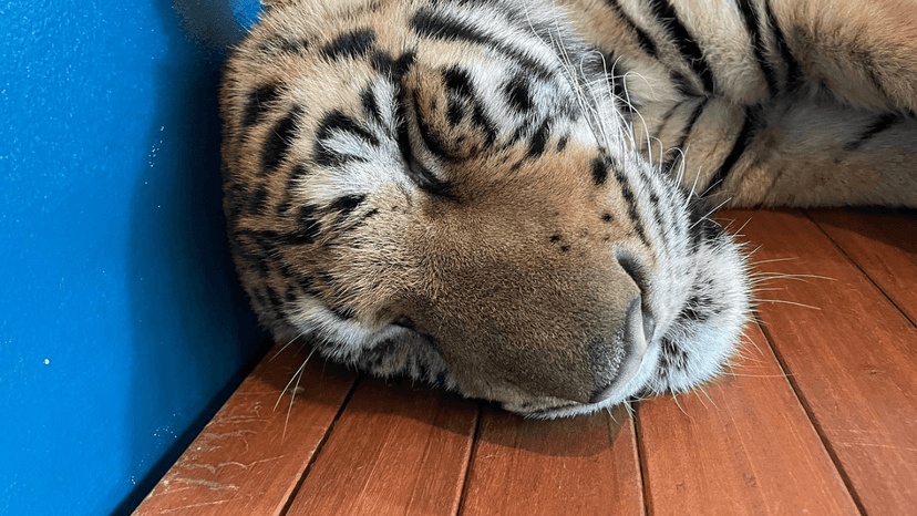 Tiger Park Phuket google