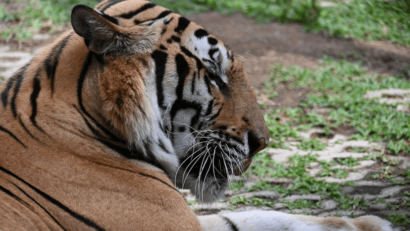 Tiger Park Phuket alternatives