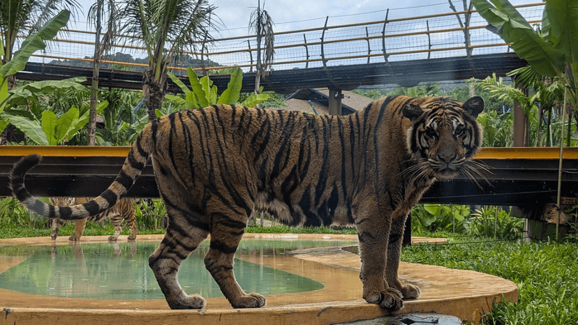 Tiger Park Phuket Photo cost