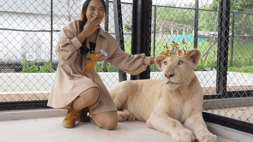 LION LAND PHUKET photos