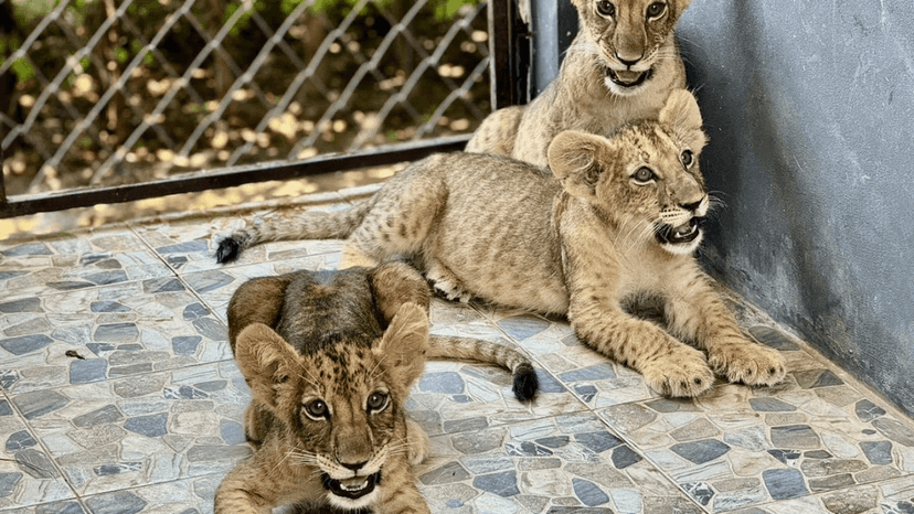 LION LAND PHUKET pricing