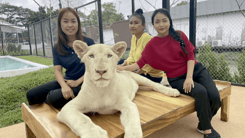 LION LAND PHUKET website