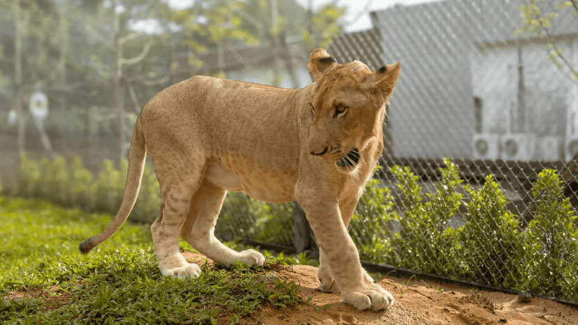 LION LAND PHUKET video