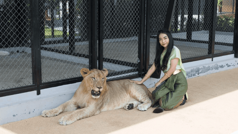 LION LAND PHUKET today