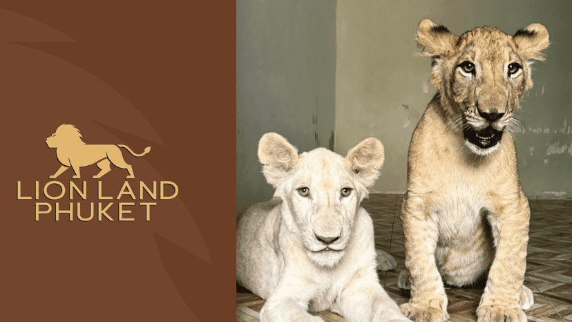 LION LAND PHUKET family