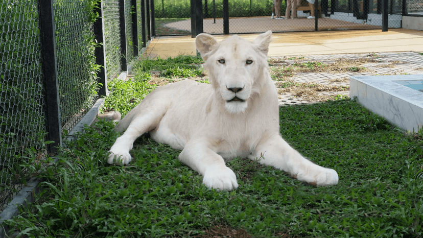LION LAND PHUKET kids