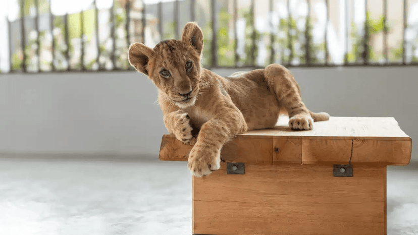 LION LAND PHUKET charges