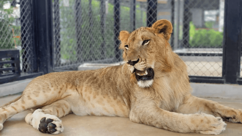 LION LAND PHUKET big