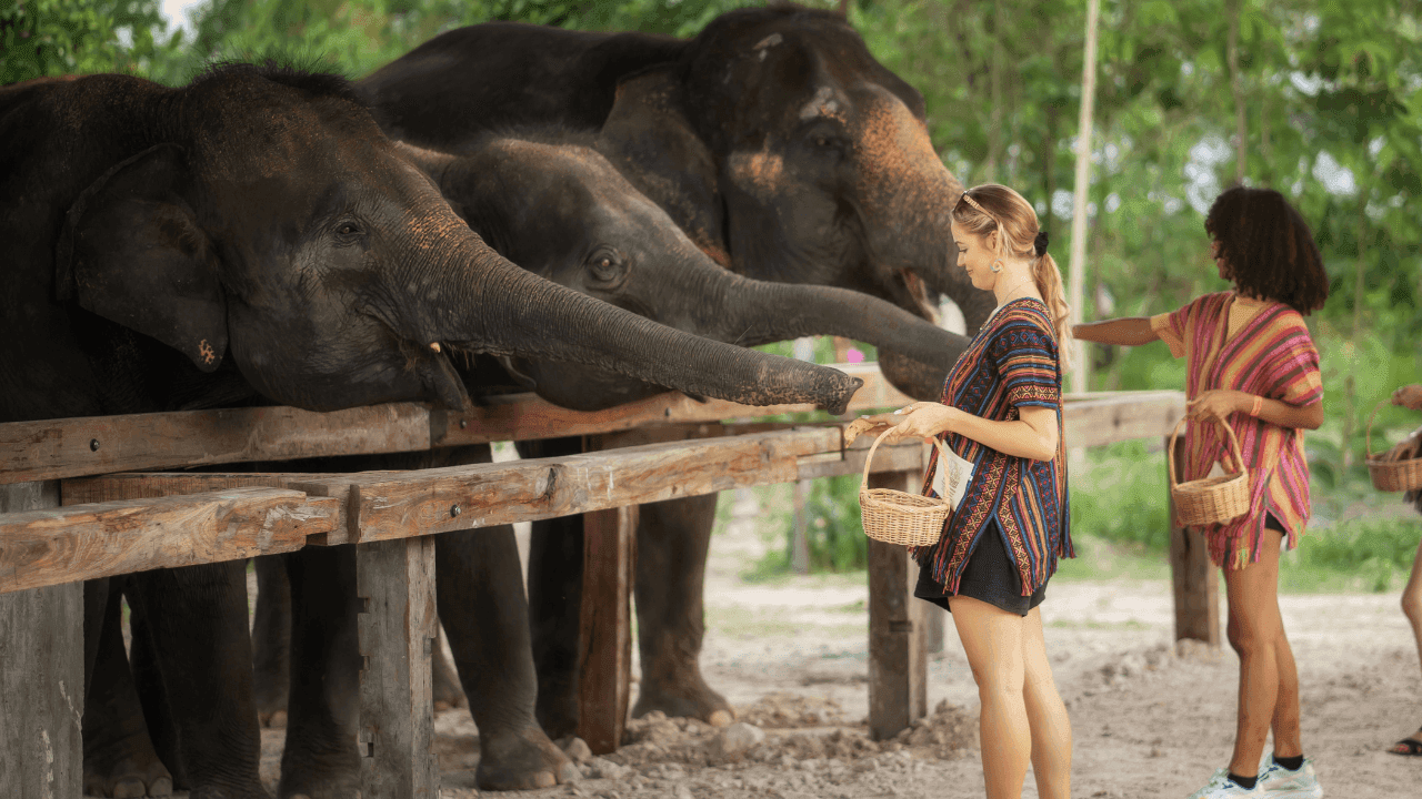 Elephant Jungle Sanctuary Chiang Mai Ethical Elephant Experience