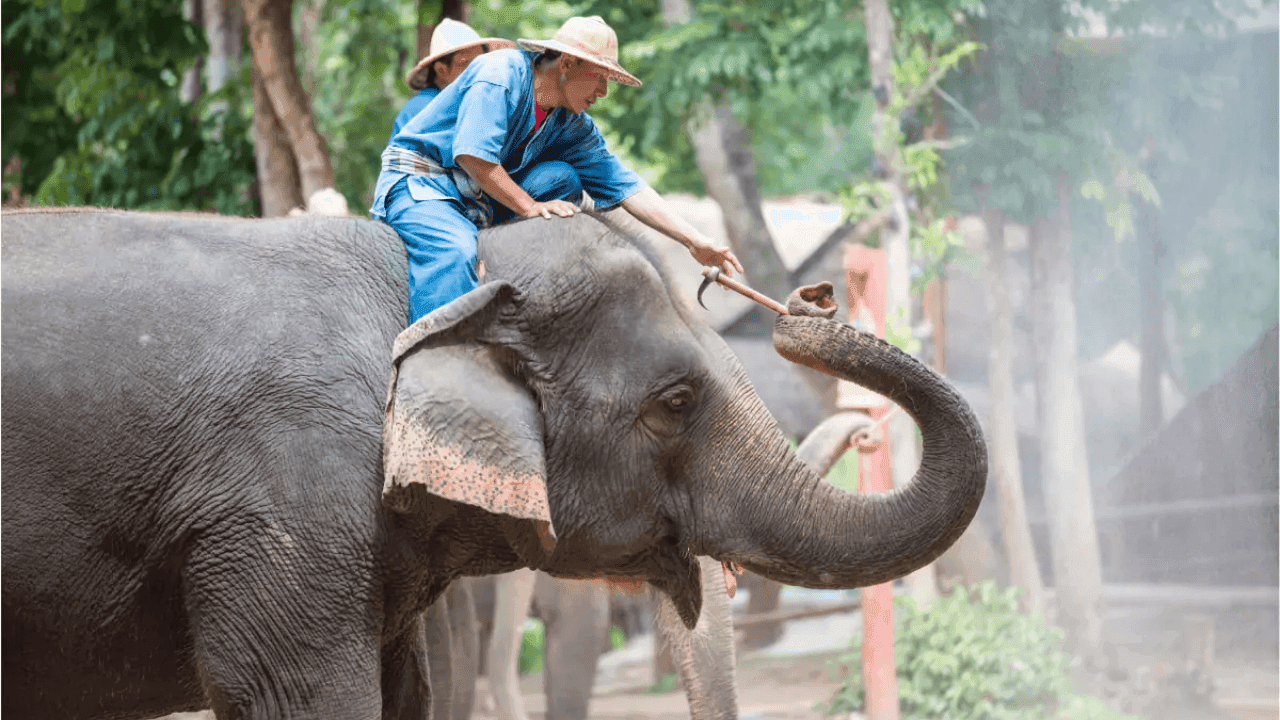 Chang Siam Krating Lai Pattaya Ticket