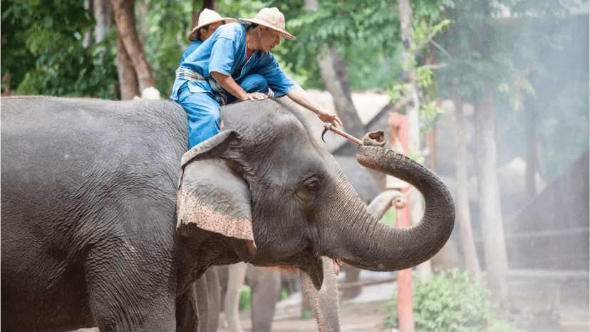 Chang Siam Krating Lai Pattaya Ticket