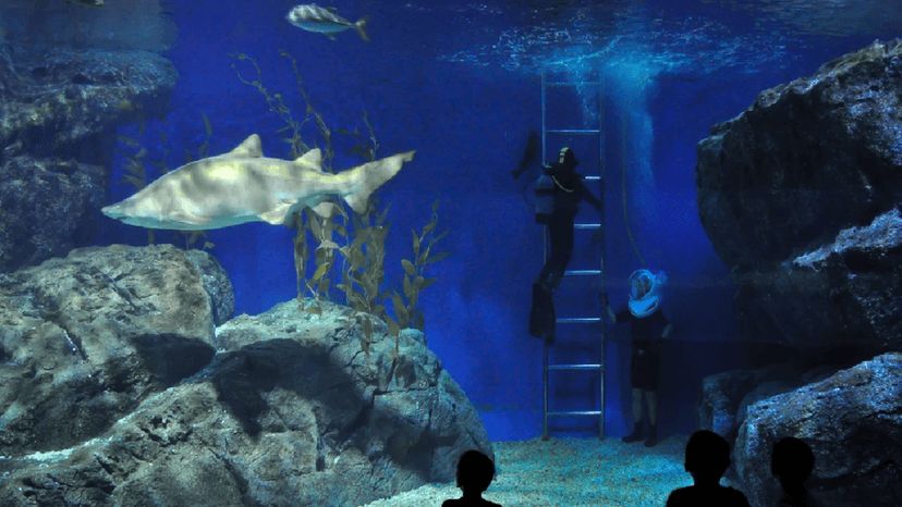 Glowing Ocean Exhibit 2026 Light And Sound SEA LIFE Bangkok
