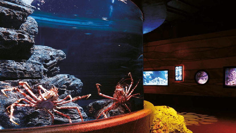 Interactive Touch Pool SEA LIFE Bangkok Ocean World Kids Zone