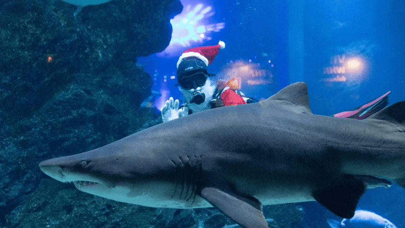 Ocean Creatures Exhibit SEA LIFE Bangkok 30,000 Sea Animals