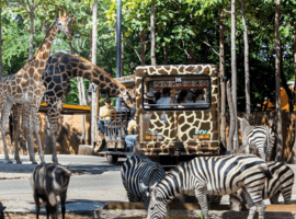 Chiang Mai Night Safari