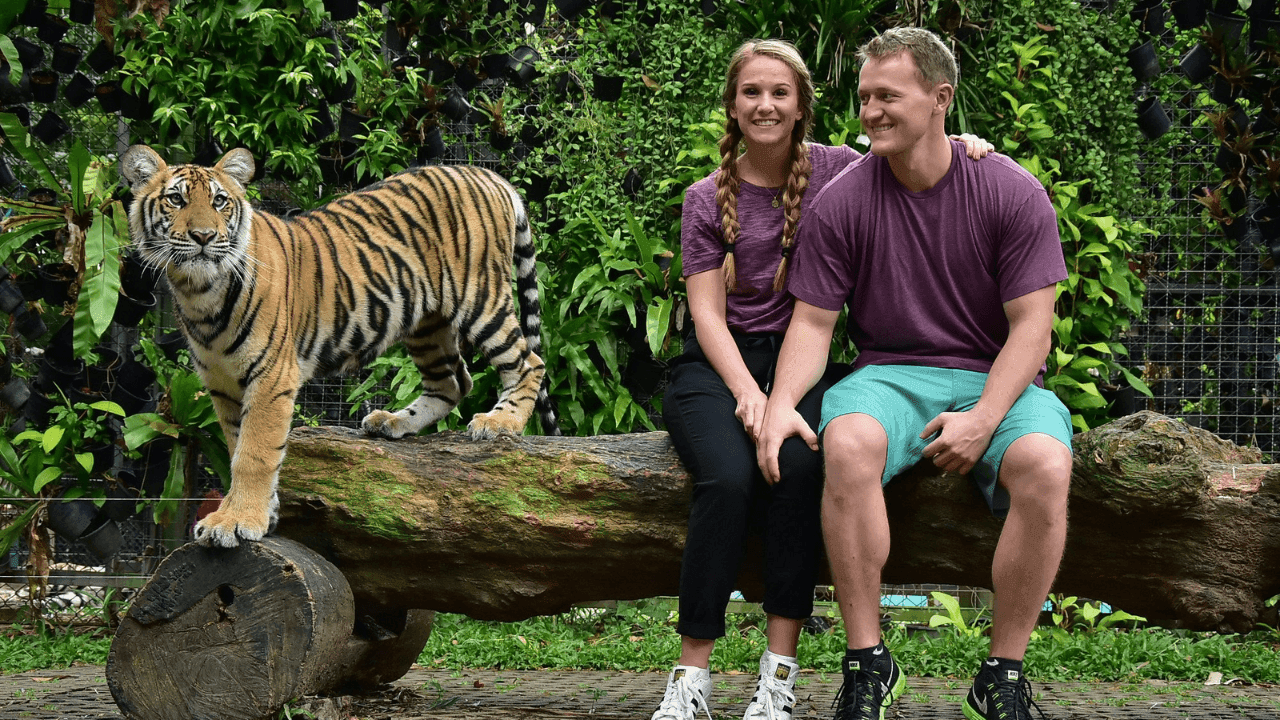 Tiger Kingdom