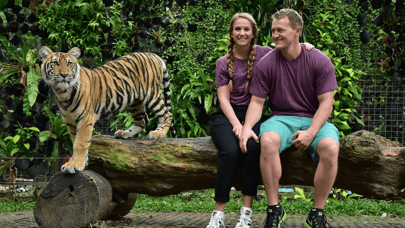 Tiger Kingdom