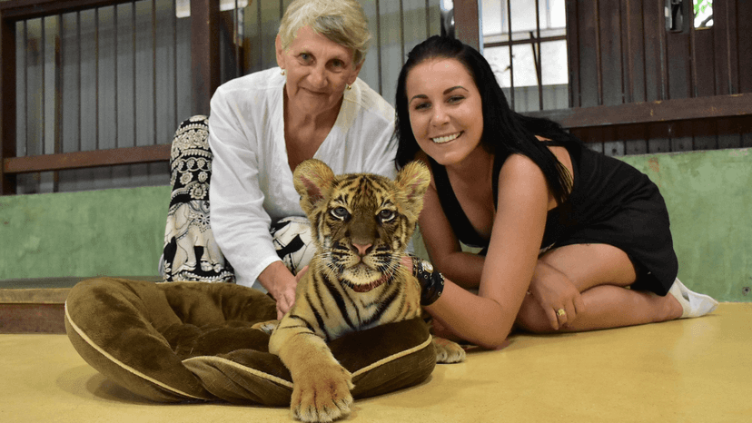 Tiger Kingdom new born