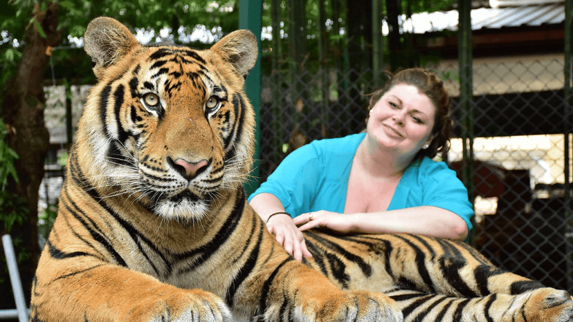 Tiger Kingdom phuket