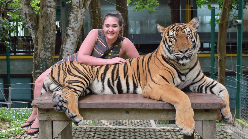 Tiger Kingdom medium tiger