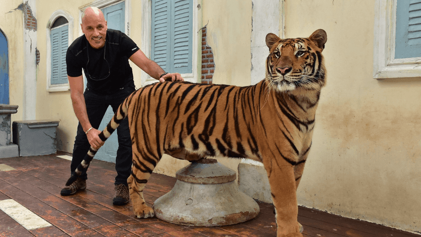 Tiger Kingdom small tiger