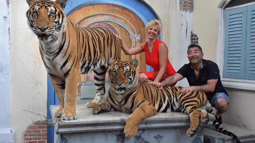 Tiger Kingdom big tiger