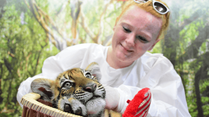 Tiger Kingdom smallest tiger