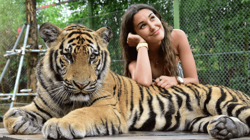 Tiger Kingdom price