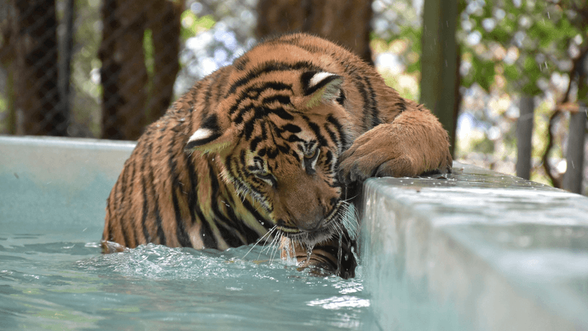 Tiger Kingdom booking