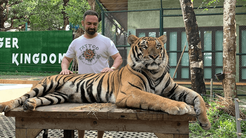 Tiger Kingdom today