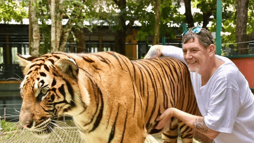 Tiger Kingdom price