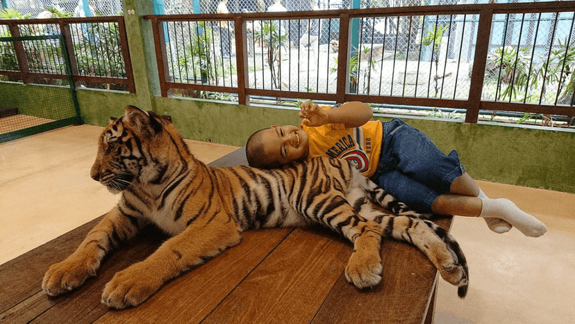 Tiger Kingdom entry