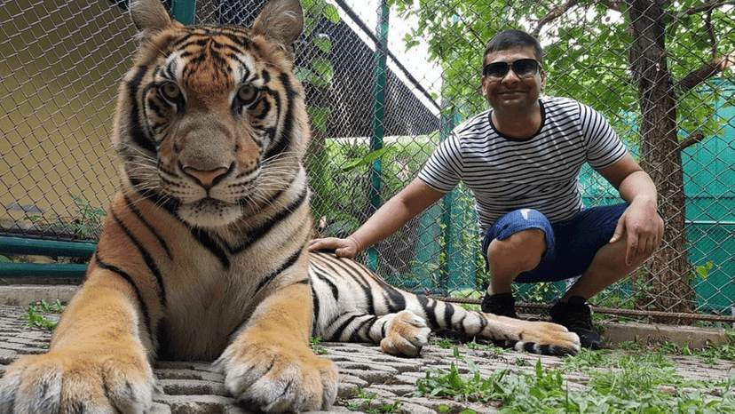 Tiger Kingdom reviews