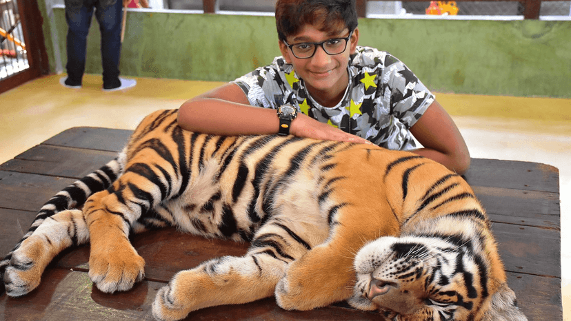 Tiger Kingdom family