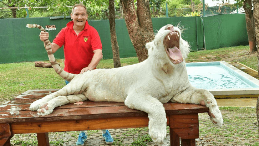 Tiger Kingdom white lion