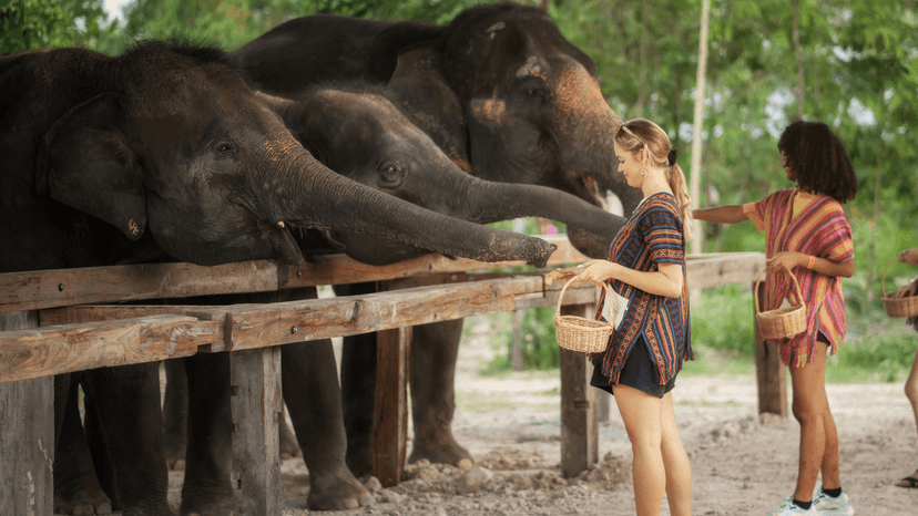 Elephant Jungle Sanctuary Chiang Mai Ethical Elephant Experience