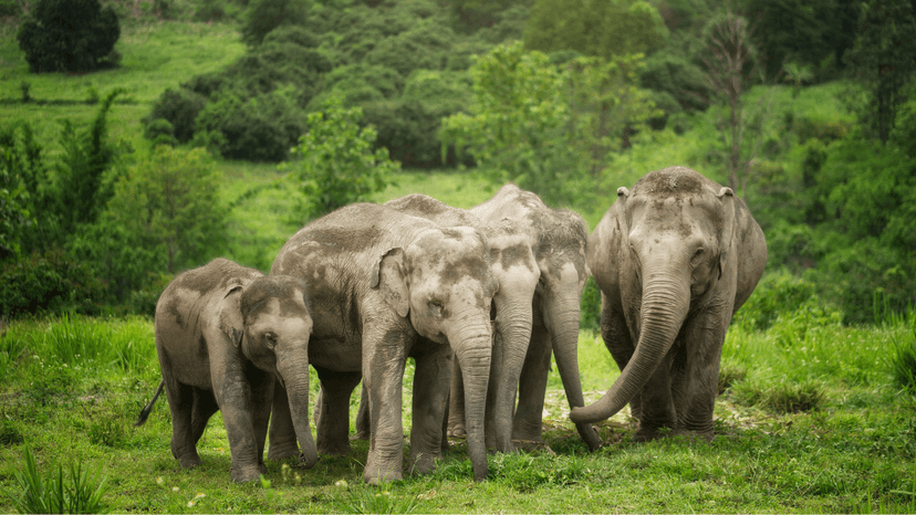 Rescued Elephants In Mae Wang Chiang Mai Sanctuary