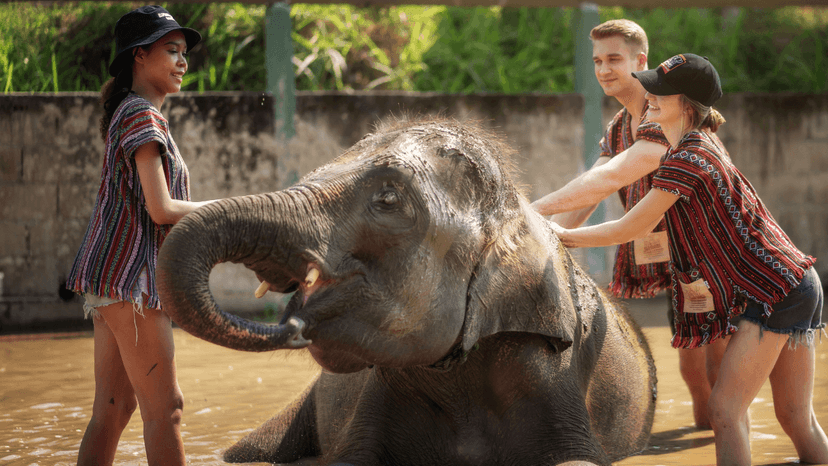 Feed Me Program Chiang Mai Ethical Elephant Visit