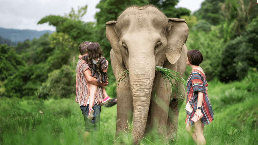 Feed And Shower Program Chiang Mai Elephant Rain Shower
