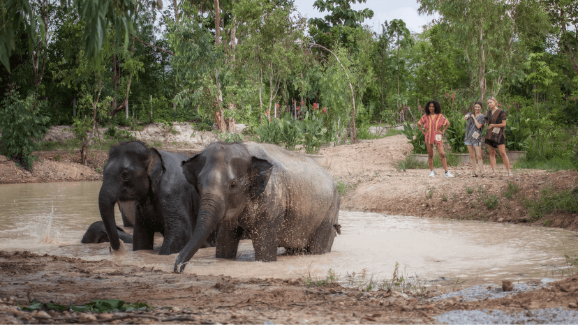 Half Day Elephant Experience Chiang Mai Mud Spa With Elephants