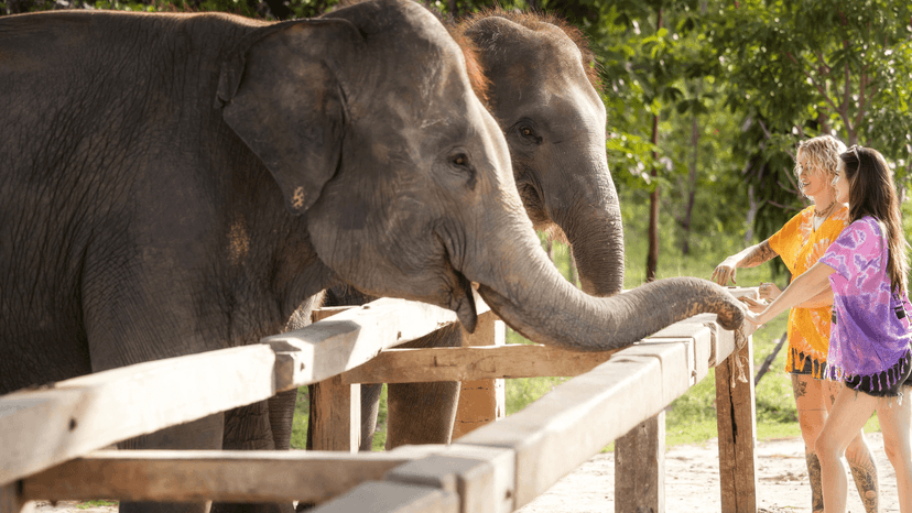 River Bathing With Elephants Chiang Mai Sanctuary Program