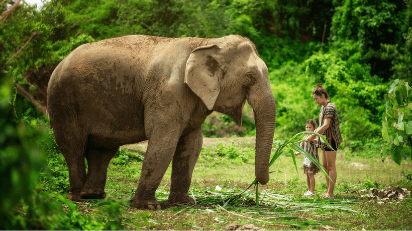 Watch Me Experience Chiang Mai Elephant Observation Platform